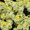 Erysimum Sugar Rush Primrose | 9cm Pot -Plants outlet store BP30001770 241b
