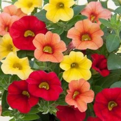 Early Sunset Pre Planted Collection | 9cm Pot