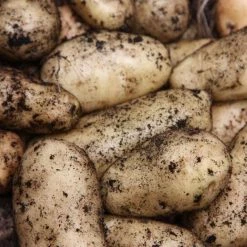 Potato Sharpe's Express | 5 Seed Potatoes
