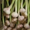 Garlic Lautrec Wight | 1 Head (bulb) -Plants outlet store BU30000028 f558
