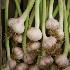 Garlic Lautrec Wight | 1 Head (bulb)
