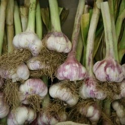 Garlic Early Purple Wight | 1 Head (bulb)
