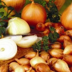 Onion Senshyu Semi-globe Yellow | 50 Sets