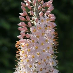 Eremurus Robustus | 1 Bulb