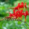 Crocosmia Lucifer | 10 Corms 2 Crocosmia Lucifer | 10 Corms -Plants outlet store BU30000091 bbd1