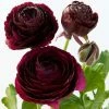 Ranunculus Purple Heart | 20 Corms -Plants outlet store BU30000108 8439