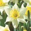 Narcissus Spring Dawn | 10 Bulbs -Plants outlet store BU30000311 1156
