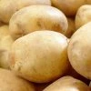 Potato Rocket | 2 Kg Bag 2 Potato Rocket | 2 Kg Bag -Plants outlet store BU30000331 de81