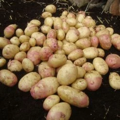 Potato King Edward | 2 Kg Bag