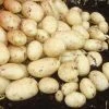 Potato Maris Piper | 2 Kg Bag -Plants outlet store BU30000336 b6d1