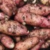 Potato Pink Fir Apple | 2 Kg Bag -Plants outlet store BU30000339 0e4c