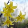 Erythronium Pagoda | 5 Bulbs 1 Erythronium Pagoda | 5 Bulbs -Plants outlet store BU30000424 2e6a