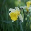Narcissus Lobularis (Haw.) Schult. & Schult. F. | 10 Bulbs -Plants outlet store BU30000467 34a4