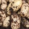 Potato International Kidney | 2 Kg Bag -Plants outlet store BU30000475 f735