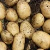 Potato Lady Christl (PBR) | 2 Kg Bag -Plants outlet store BU30000477 ae72