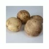 Potato Pentland Javelin | 5 Seed Potatoes -Plants outlet store BU30000491 040b