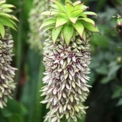 Eucomis Bicolor | 1 Tuber
