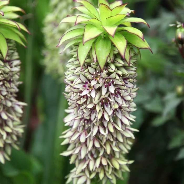 Eucomis Bicolor | 1 Tuber 3 Eucomis Bicolor | 1 Tuber