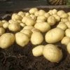 Potato Casablanca (PBR) | 2 Kg Bag -Plants outlet store BU30000629 5422