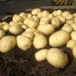 Potato Casablanca (PBR) | 2 Kg Bag