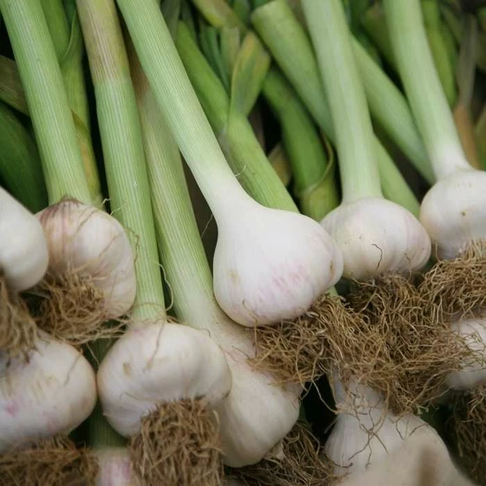 Garlic Solent White | 1 Head (bulb) 3 Garlic Solent White | 1 Head (bulb)