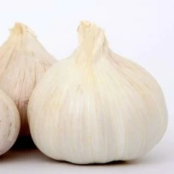 Garlic Cristo | 1 Head (bulb)