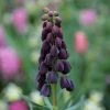 Fritillaria Persica | 1 Bulb 2 Fritillaria Persica | 1 Bulb -Plants outlet store BU30000691 537d