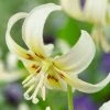 Erythronium Californicum White Beauty | 5 Bulbs 2 Erythronium Californicum White Beauty | 5 Bulbs -Plants outlet store BU30000715 029f