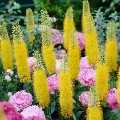 Eremurus Stenophyllus | 1 Tuber