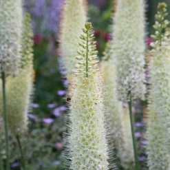 Eremurus White Beauty Favourite (PBR) | 1 Tuber