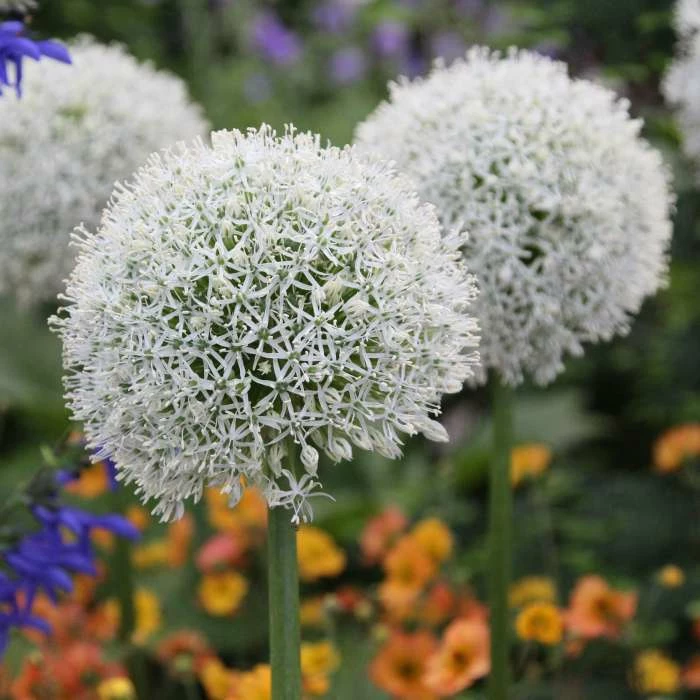 Allium Stipitatum Mount Everest | 1 Bulb 3 Allium Stipitatum Mount Everest | 1 Bulb