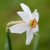 Narcissus Poeticus Var. Recurvus | 10 Bulbs -Plants outlet store BU30000945 80a5