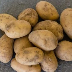 Potato Swift (PBR) | 5 Tuber Taster Pack