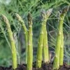 Asparagus Guelph Millennium | 5 Crowns -Plants outlet store BU30001094 8d3b