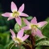 Erythronium Dens-canis | 5 Bulbs -Plants outlet store BU30001157 2998