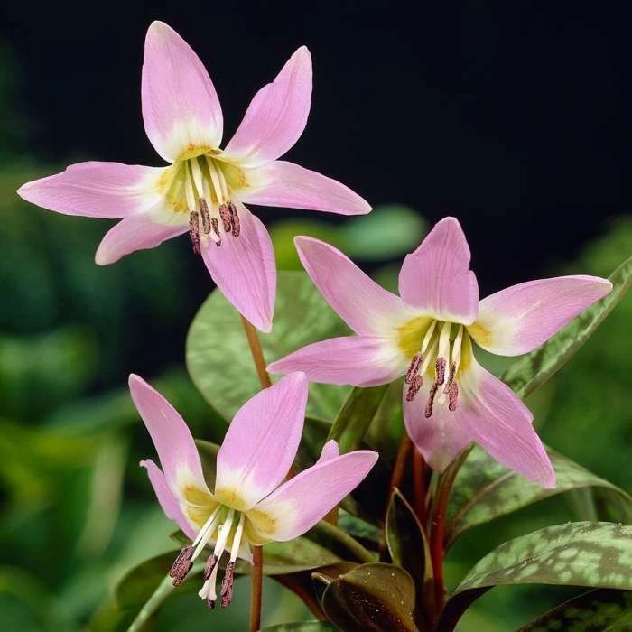 Erythronium Dens-canis | 5 Bulbs 3 Erythronium Dens-canis | 5 Bulbs