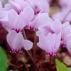 Cyclamen Hederifolium | 3 Corms 2 Cyclamen Hederifolium | 3 Corms -Plants outlet store BU30001302 fa83