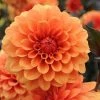 Dahlia David Howard | 1 Tuber -Plants outlet store BU30001376 9c74
