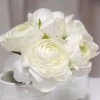 Ranunculus Asiaticus Aviv White (Aviv Series) | 12 Corms -Plants outlet store BU30001712 38dd