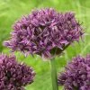 Allium Mercurius (PBR) | 1 Bulb -Plants outlet store BU30001906 2e87