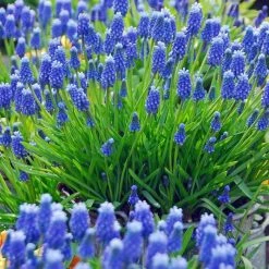 Muscari Armeniacum - Organic Bulbs | 10 Organic Bulbs