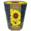 Miniature Topolino Sunflowers In A Pot | Gift Set
