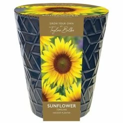 Miniature Topolino Sunflowers In A Pot | Gift Set