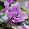 Cyclamen Cilicium | 9 Corms 1 Cyclamen Cilicium | 9 Corms -Plants outlet store BU30002523 90f8