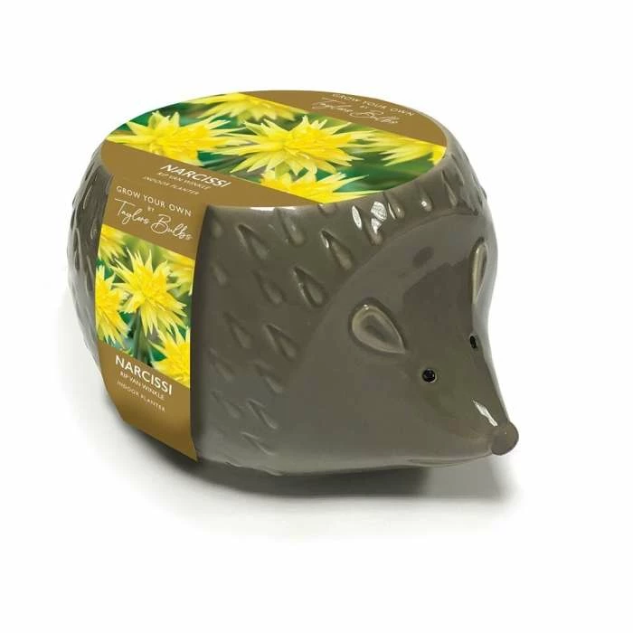 Novelty Hedgehog Planter | Gift Set 3 Novelty Hedgehog Planter | Gift Set