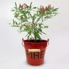 Chilli Metal Fire Bucket | Gift Set -Plants outlet store BU30002571 6c93