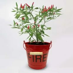 Chilli Metal Fire Bucket | Gift Set