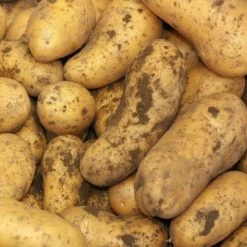Potato Belle De Fontenay | 10 Tubers