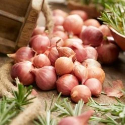 Onion Pink Panther | 50 Sets