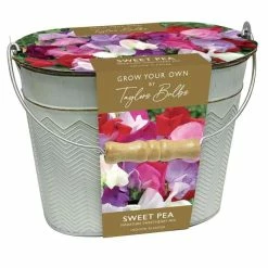 Lathyrus Sweet Peas In A Gift Bucket | Gift Set